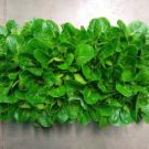 Rectangular planter full of romaine lettuce, seen from above. 