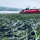 A close up of seagrass with a inflatable boat in the background