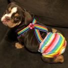 Photo of Myrtle, a brown, tan, and white English bulldog, as a puppy wearing a rainbow outfit