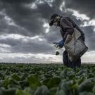 man harvesting spinach among fields