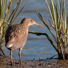 Small brown marsh bird called a clapper rail standing on muddy shore among grasses, blue water behind