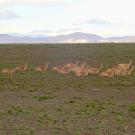 A family of vicuñas rests in a green field in  Argentina