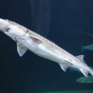 white sturgeon swims in aquarium