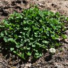 A patch of white clover leaves on dirt with a single flower. 