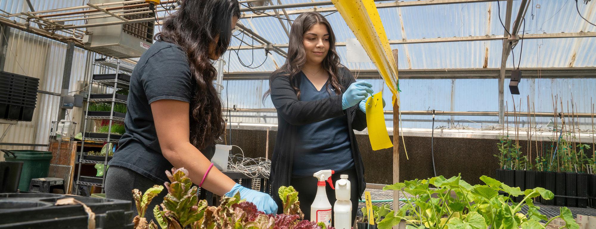 Two students replace the sticky paper used to manage ag pests in on of the UC Davis greenhouses