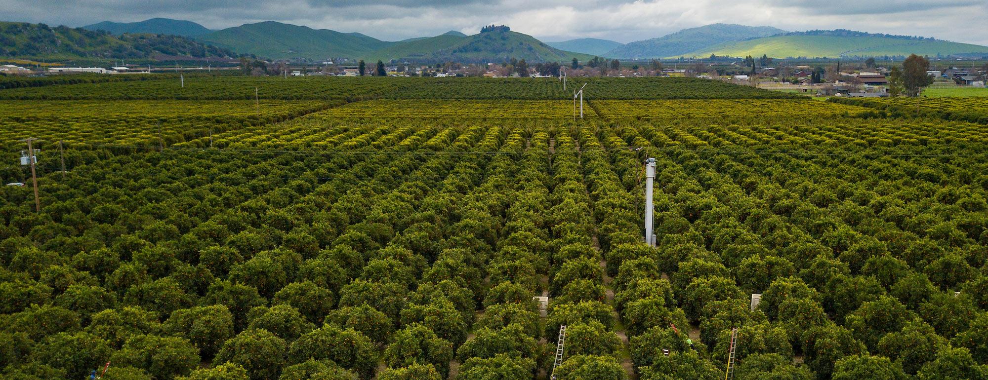 An aerial view of a citrus orchard