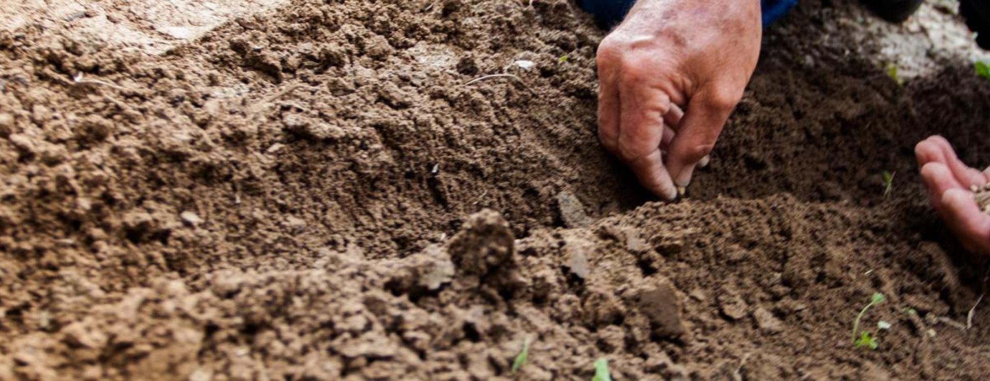 person planting seeds in soil