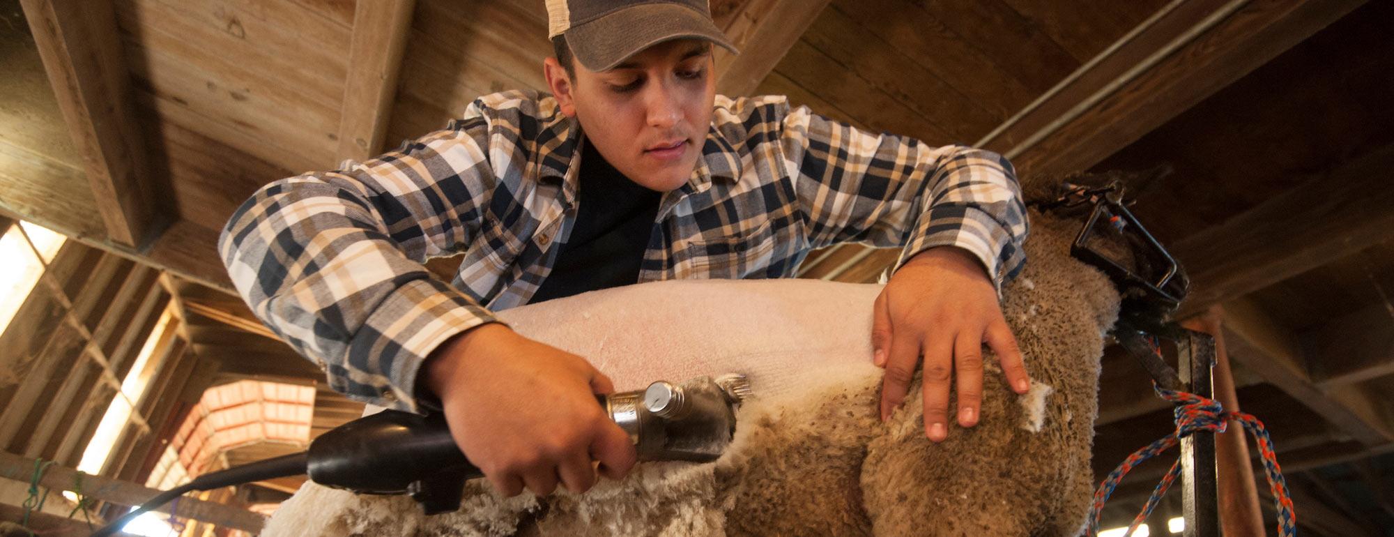 A male student sheers a sheep on the UC Davis campus