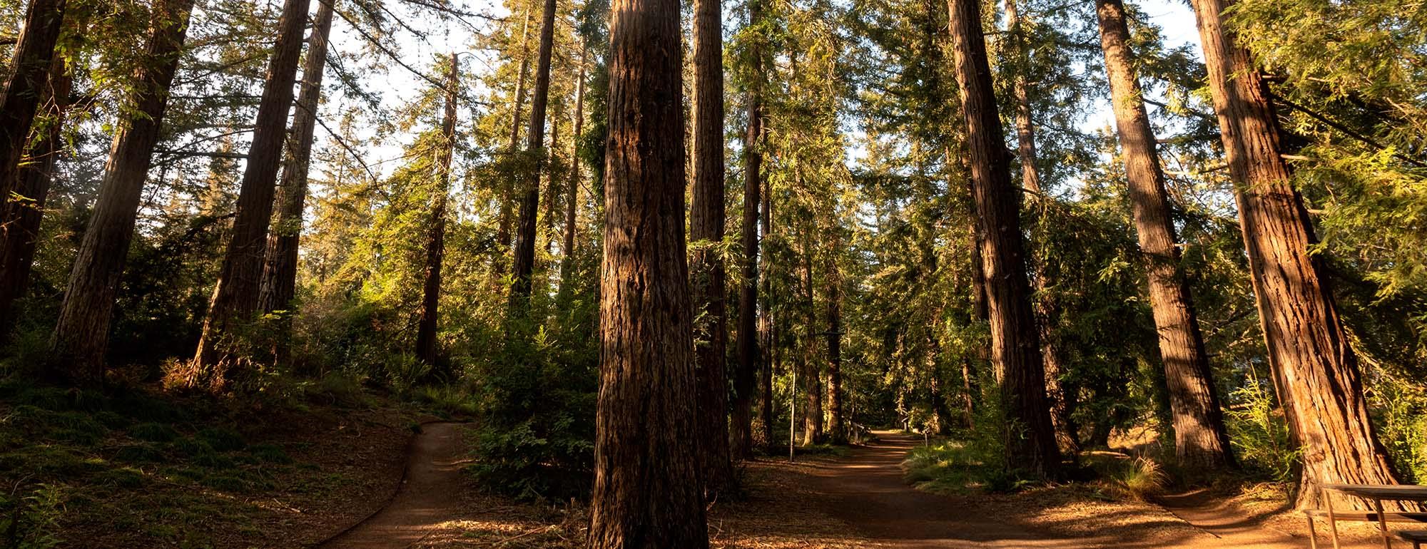 redwoods at uc davis arboretum