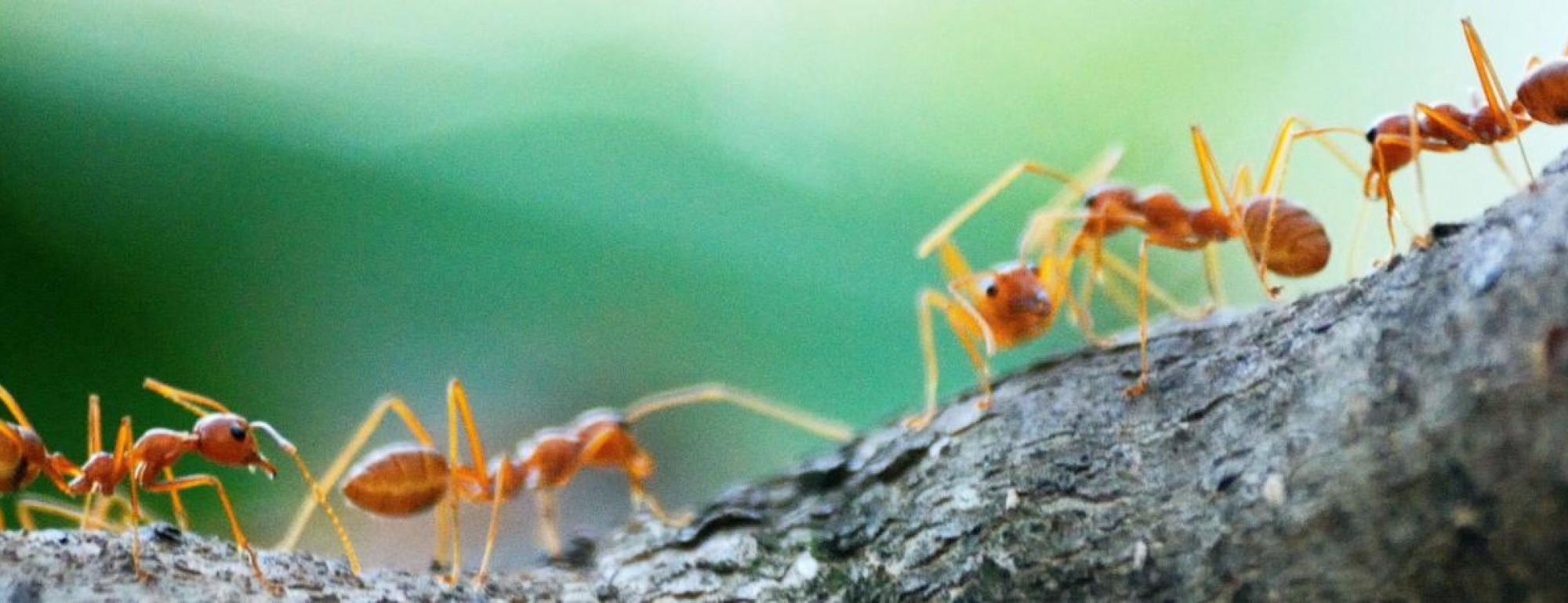 ants walk on bark
