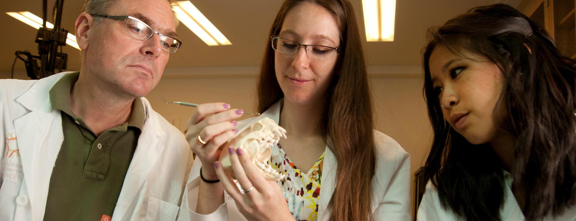 Two female students and their male professor examine an otter skull