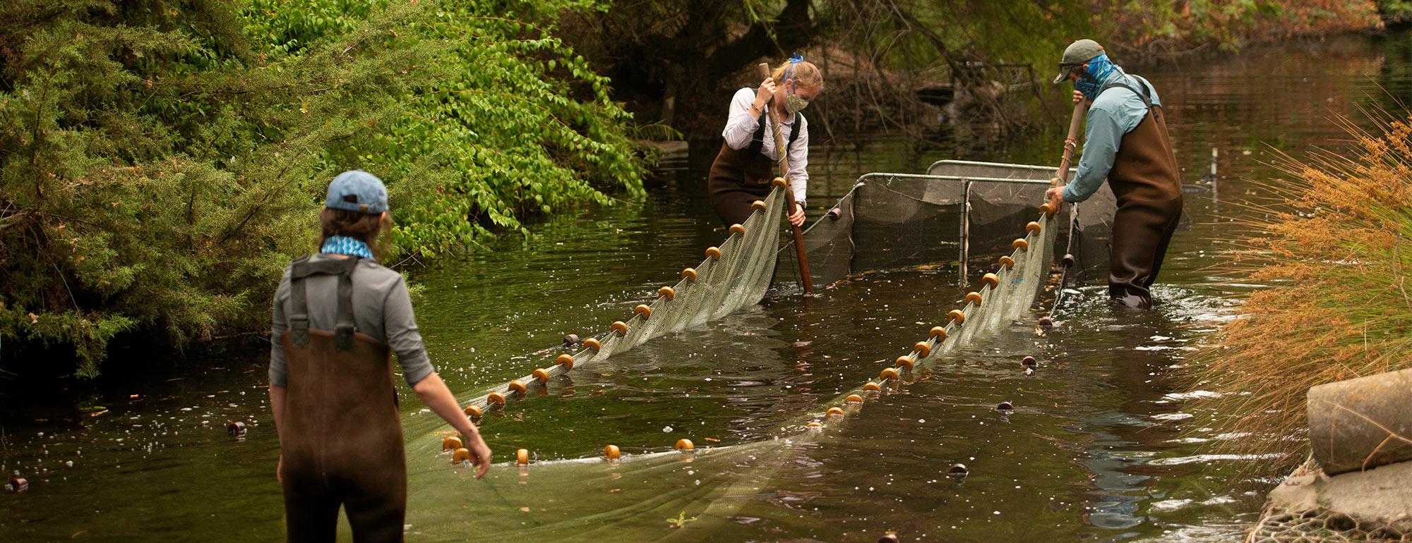 three graduate studens work with a seine during a carp research project in the west end of Arboretum Waterway