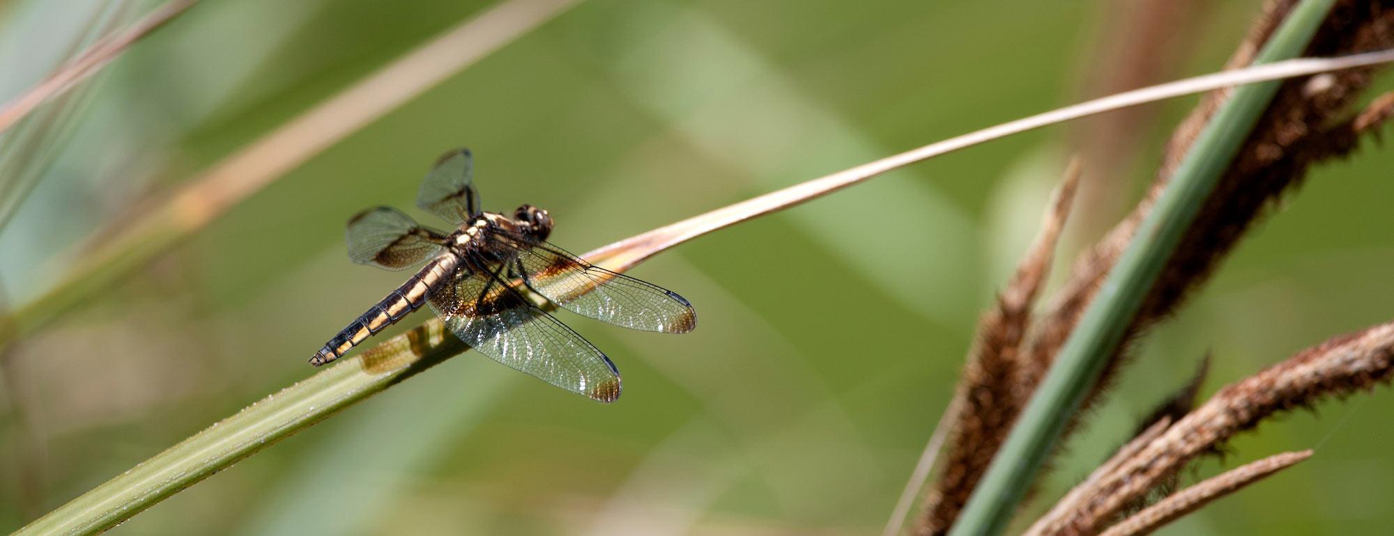 A dragonfly takes a brief rest on a blad of grass