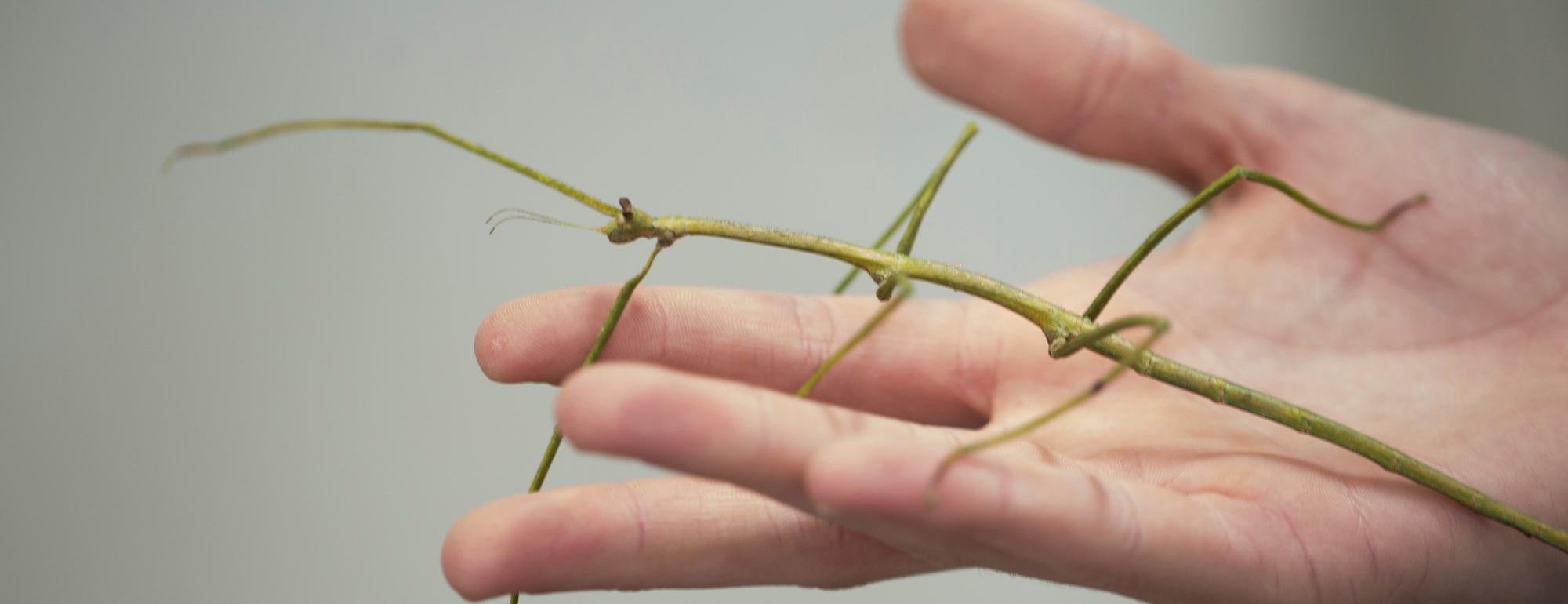 A walking stick insect crawls across a human hand