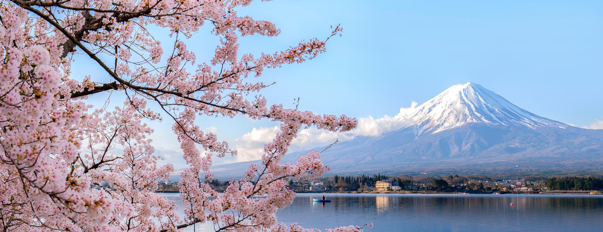 A view of cherry blossoms with Mt. Fuji in the background