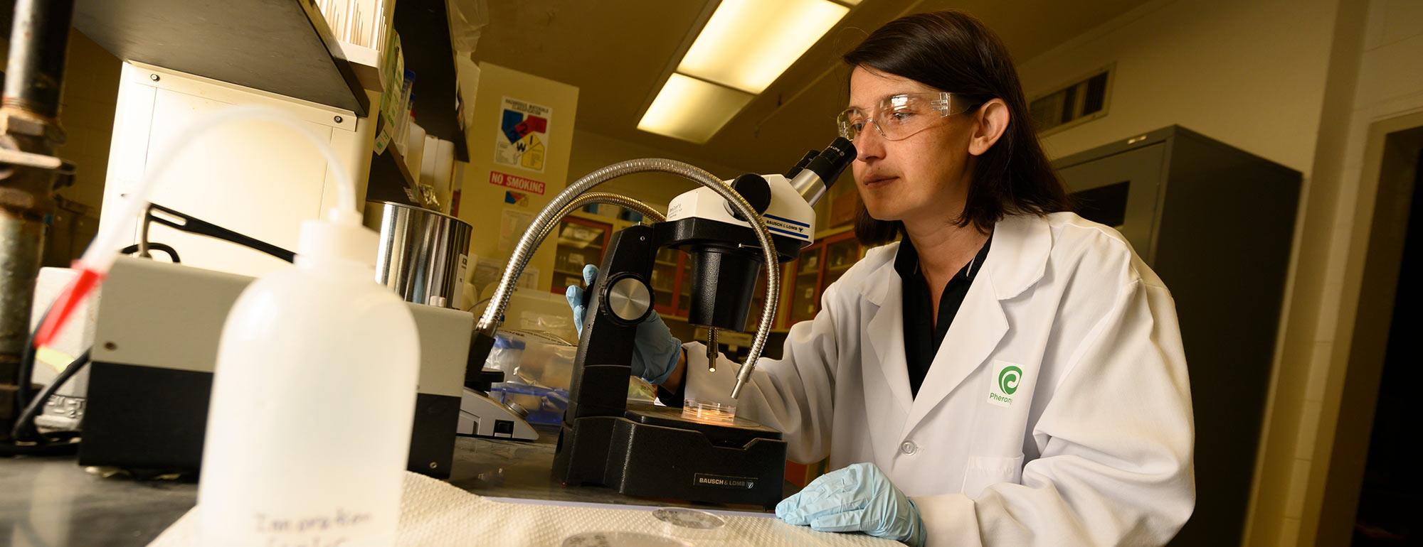 biotechnologist observes nematodes under microscope