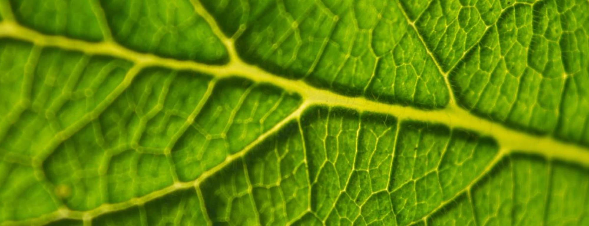 zoomed in leaf