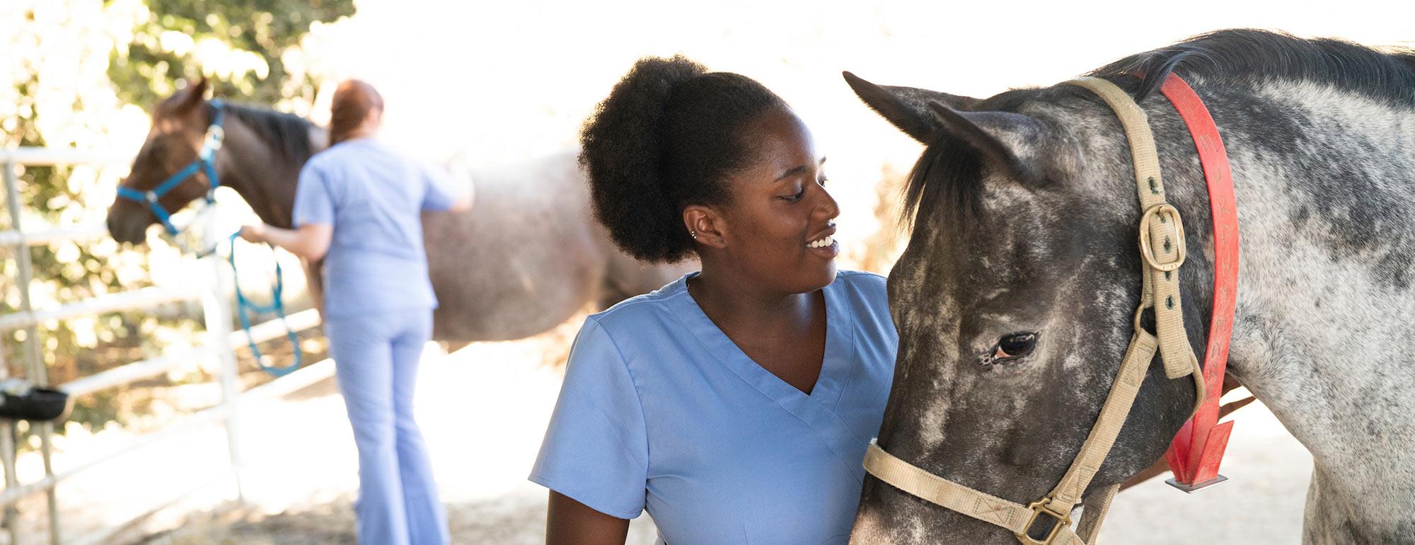 A female Veterinary student calms a gray horse she is working with