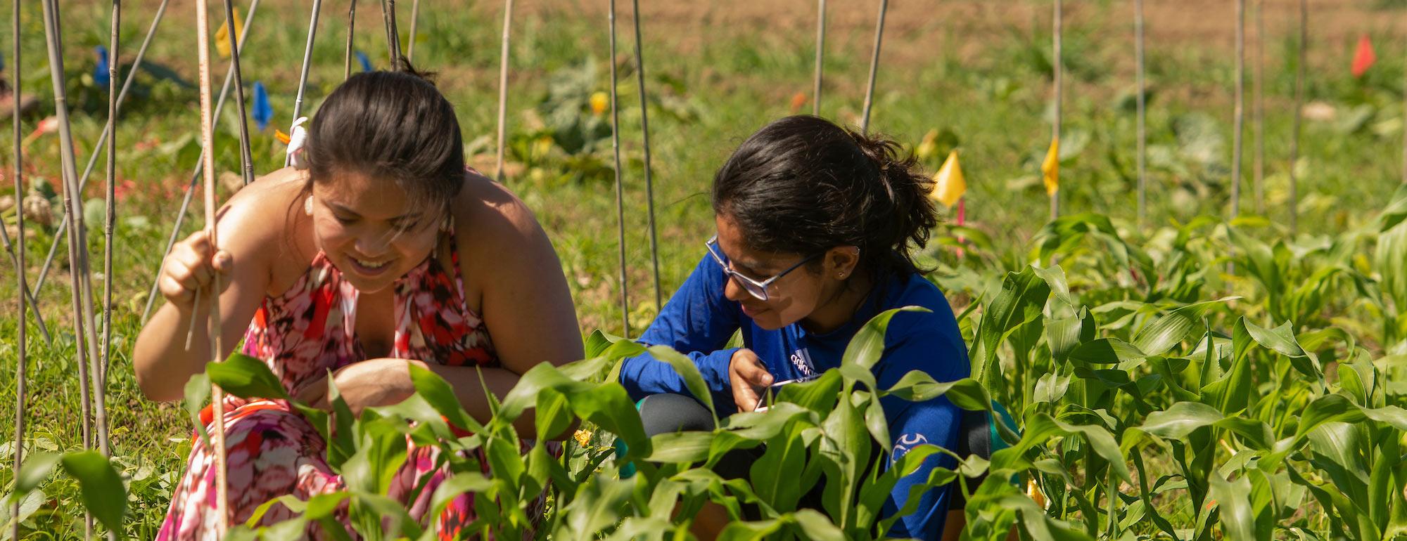 Two female students evaluate their crops 