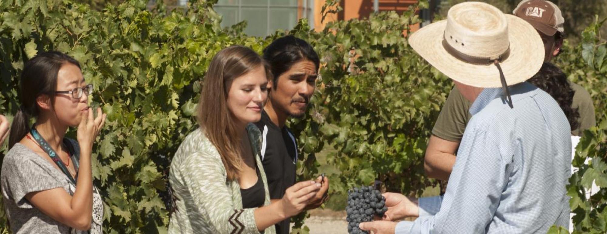 uc davis viticulture and enology majors taste grapes together in vineyard