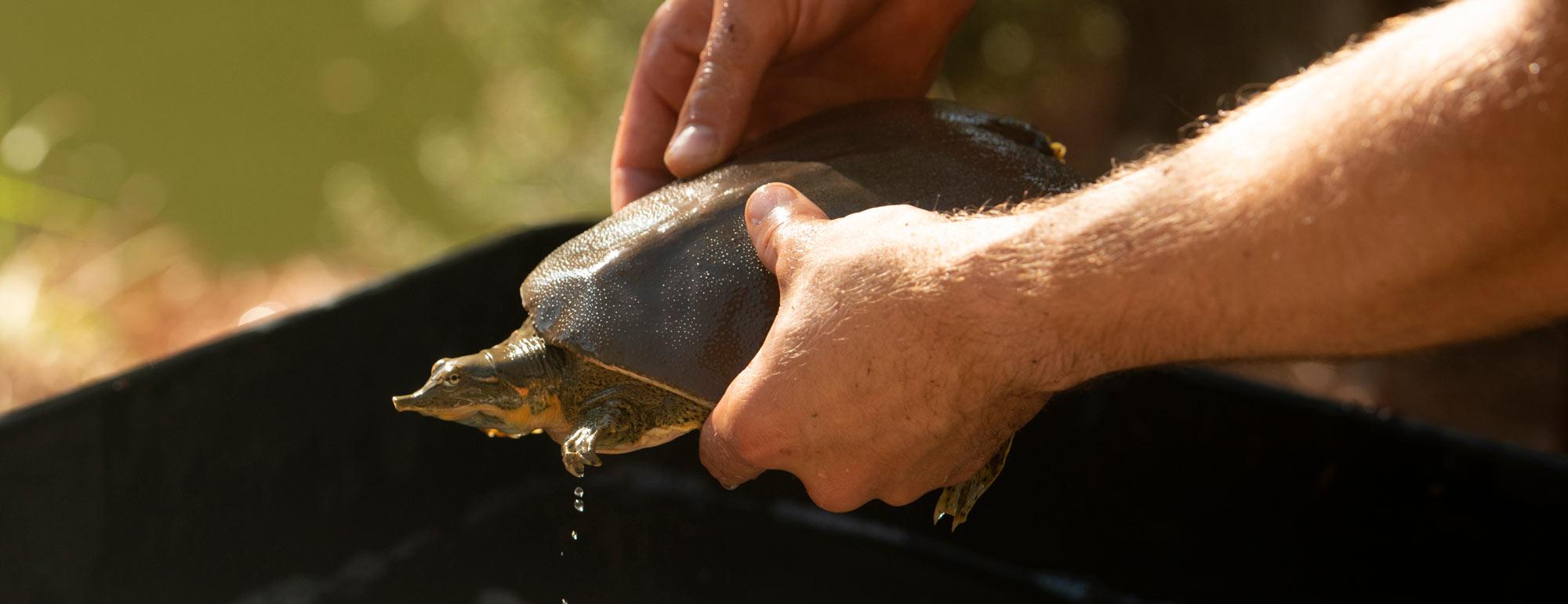 a closeup of a students hands holding a turtle during a watershed science project