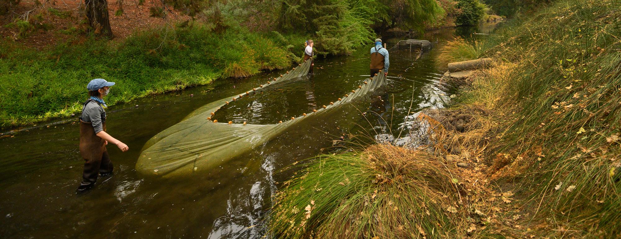 three students work to pull of the fish trap during a carp research project in the west end of Arboretum Waterway