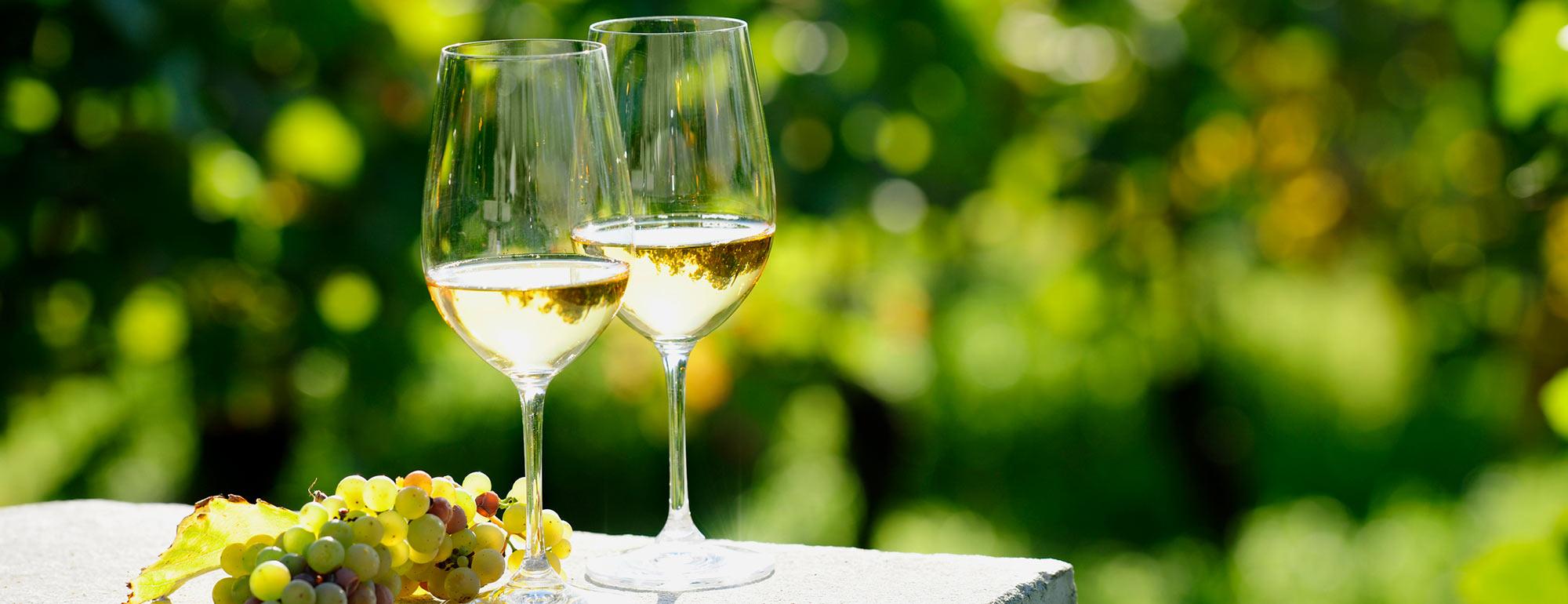 Two glasses of white wine next to white grapes on a table in front of a vineyard.