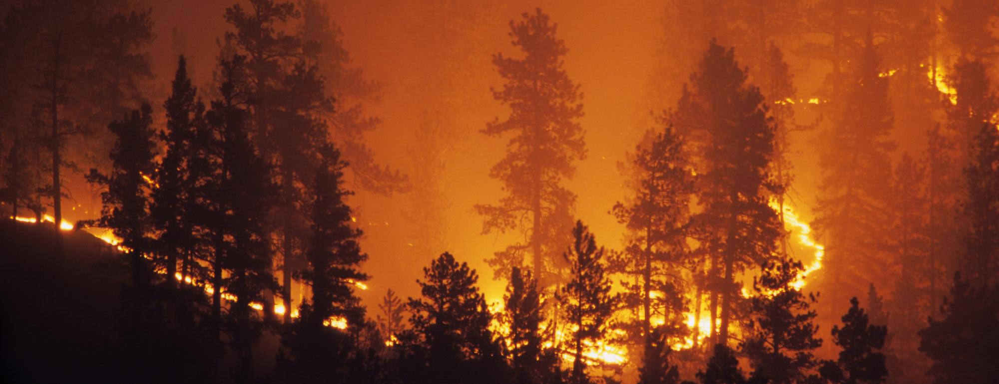 a wildfire burns through a forest and over the top of a ridgeline