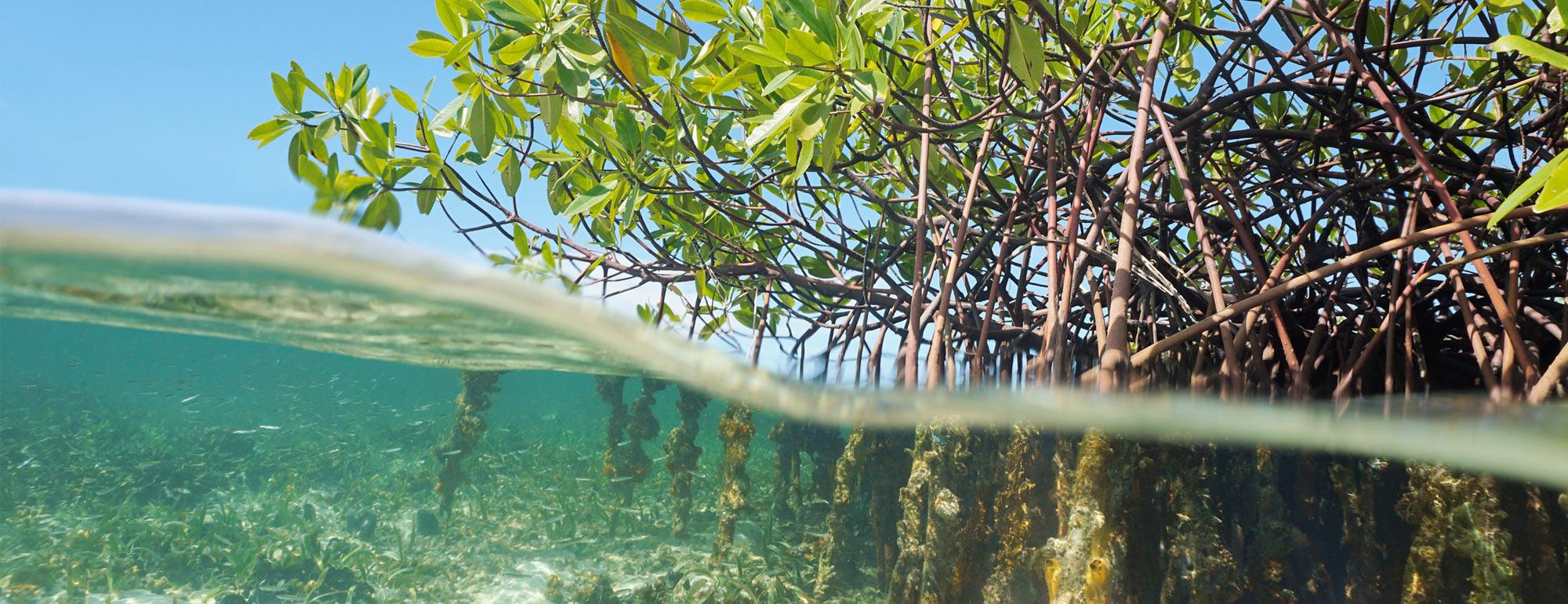 A view half underwater and above of the roots and canopy of a coastal mangrove swamp