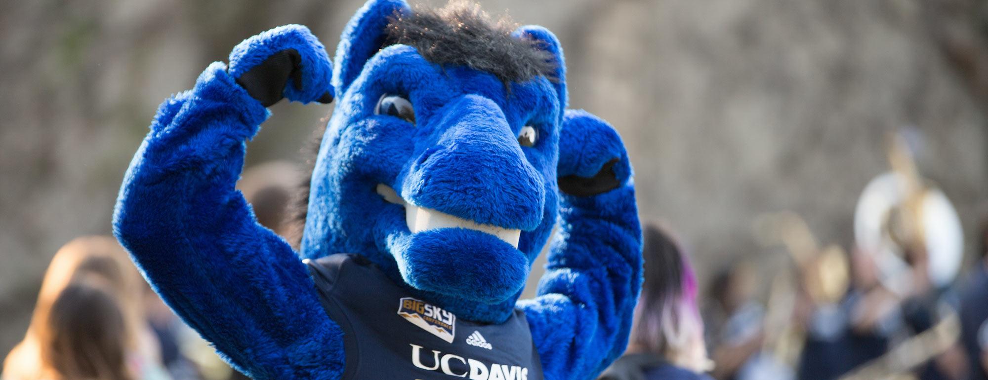 The UC Davis mascot Gunrock flexing at an athletics event