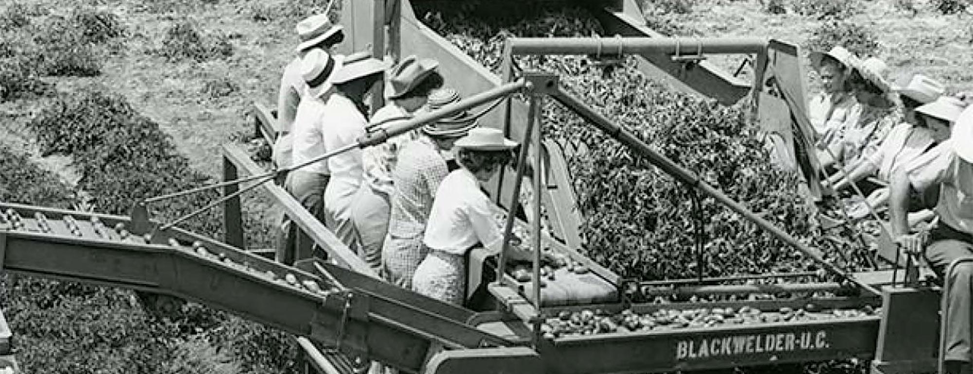 A historical photo circa the mid-century featuring women in sunhats harvesting tomatoes with the help of a mechanical harvester