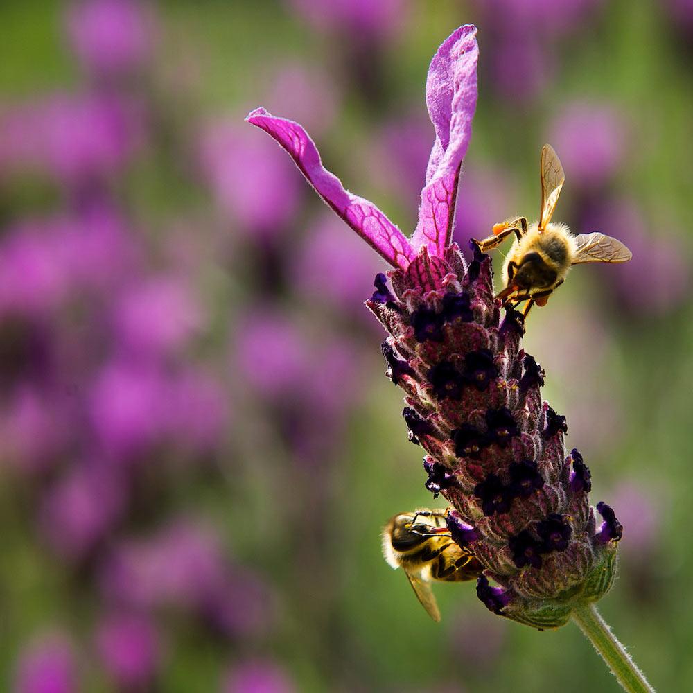 Bees pollinating spanish lavendar
