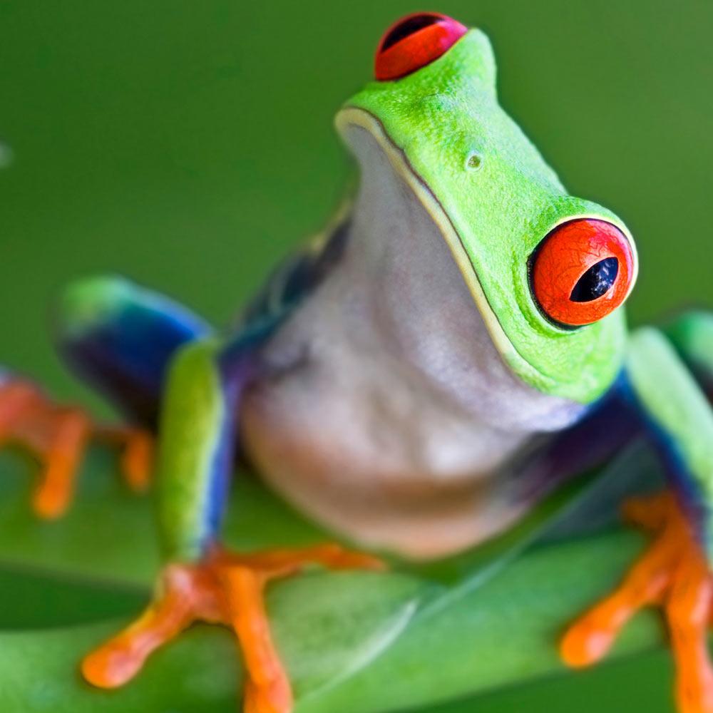 a colorful treefrog