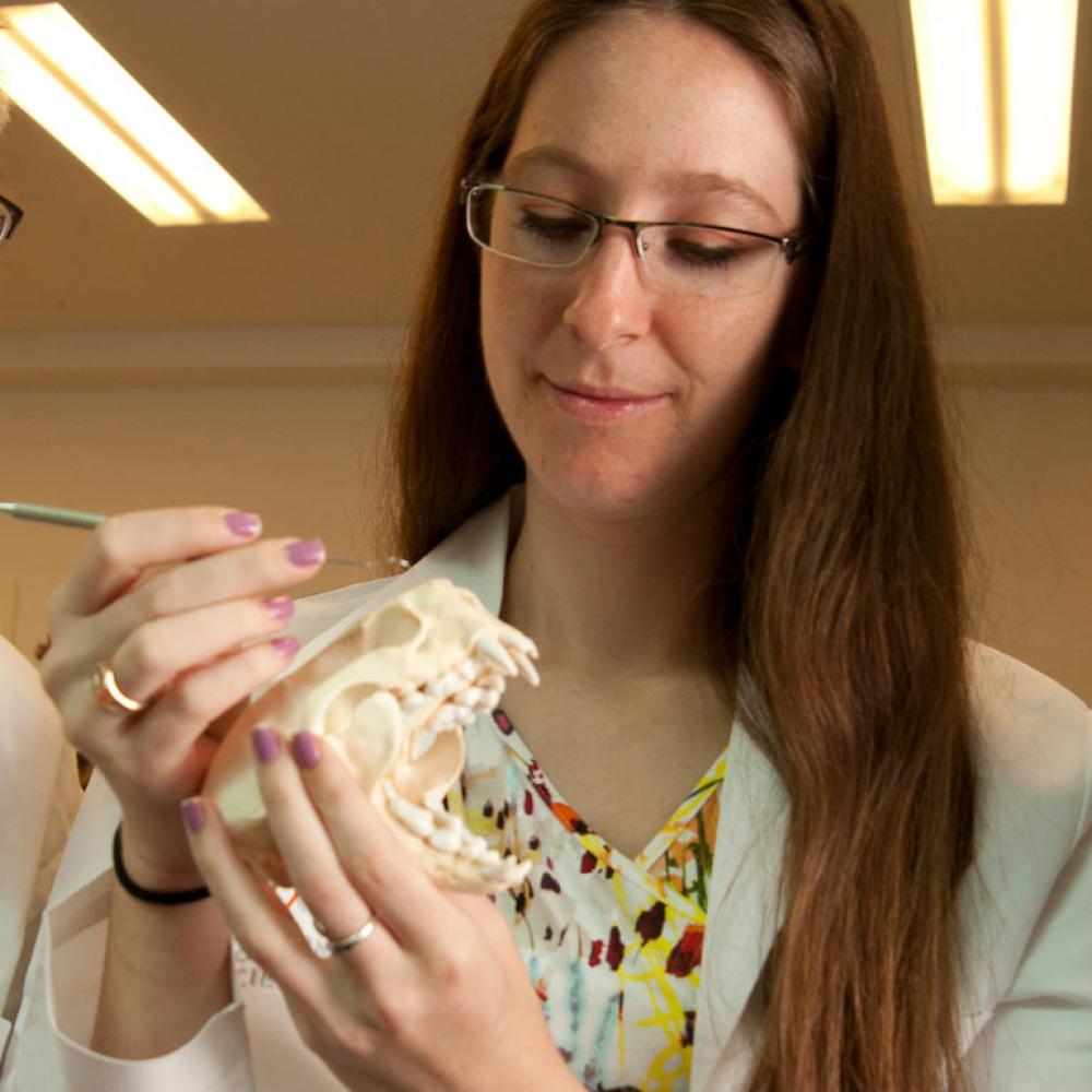 Two female students and their male professor examine an otter skull