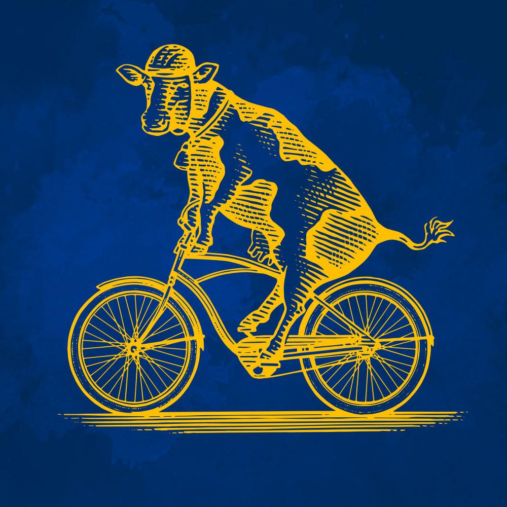 yellow graphic of a cow riding a bicycle on a blue background