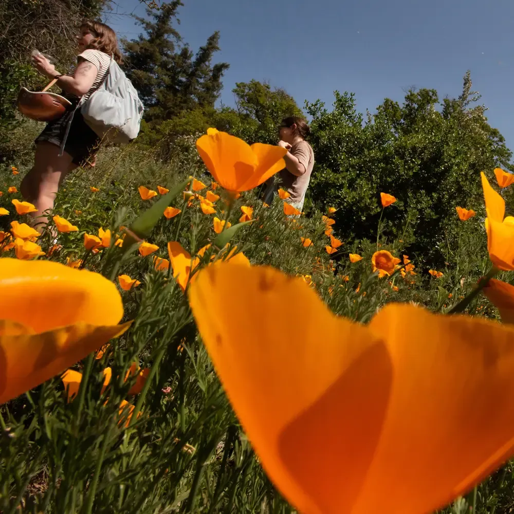 Two people walk through a field of bright orange poppies on a sunny day, with flowers in the foreground and trees in the background
