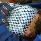 bear paw with tilapia skin as a bandage