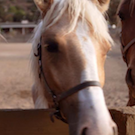 Catalina horse on Santa Cruz Island