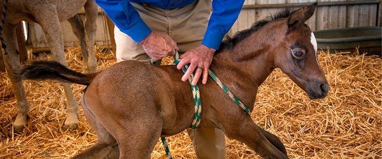 Photo of newborn foal standing held up by a rope harness