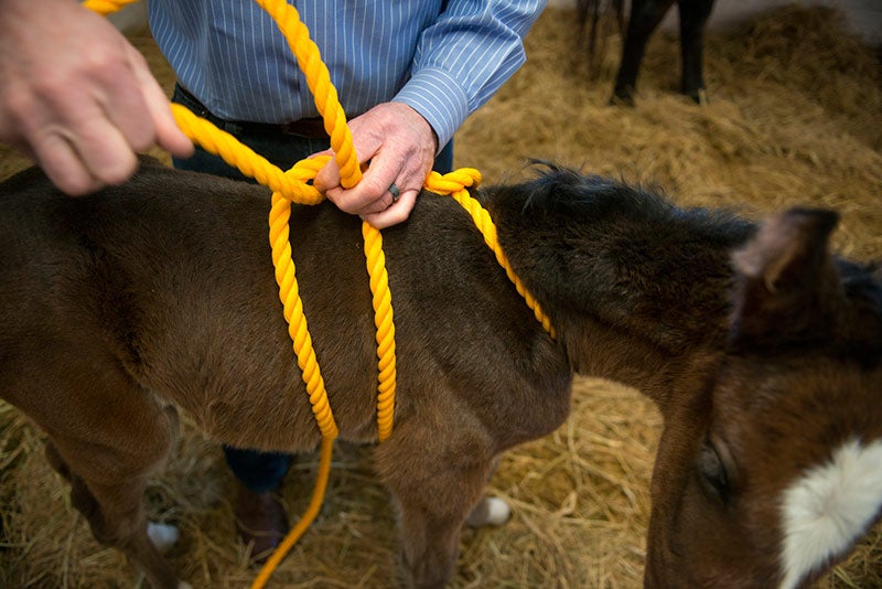 Baby horse looking toward camera with rope around its torso and neck