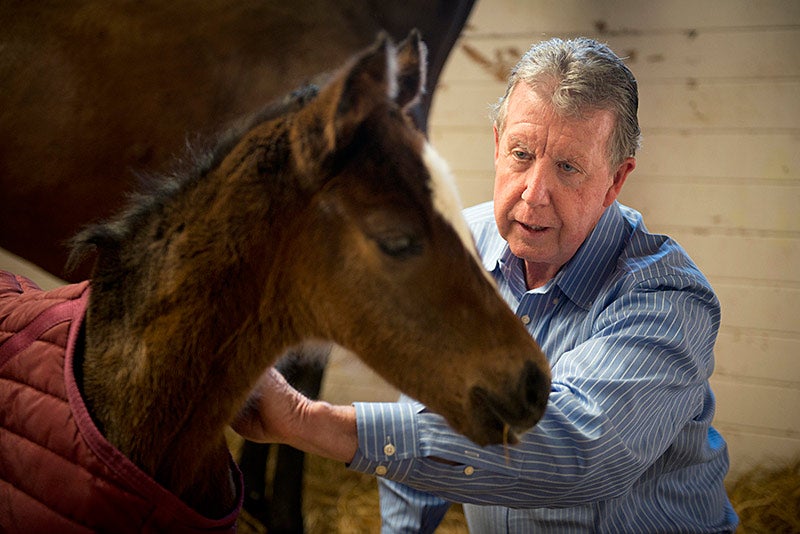 Veterinarian John Madigan checks out a newborn horse in the foreground.