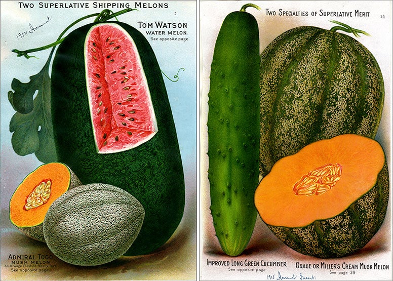  two seed packets showing watermelon and cantaloupe