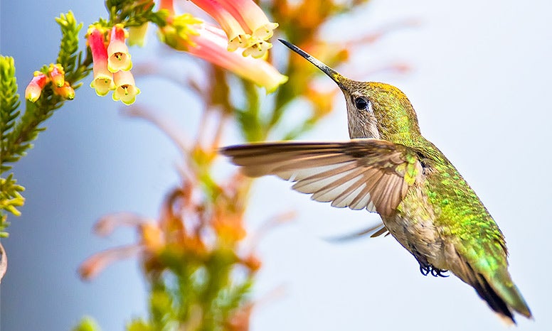 Resultado de imagem para hummingbird