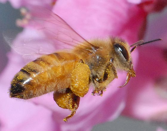 Honey bee on nectarine blossom