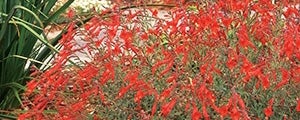 California fuchsia plant