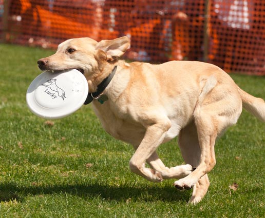 Dog running with a flying disc inits mouth