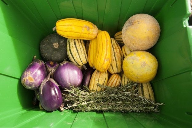 Variety of eggplants, squashes, and fruits in a bin