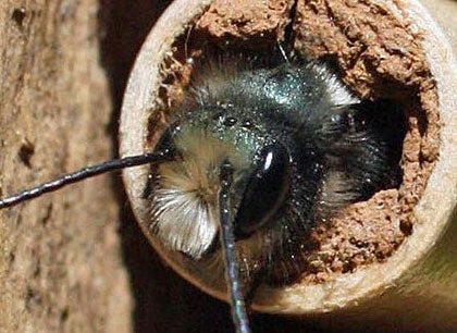  A male mason bee