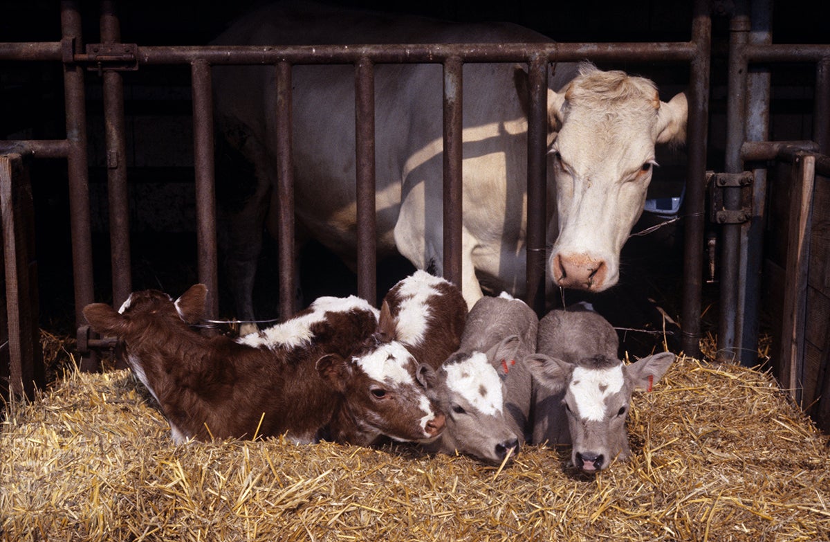 Cloned calves