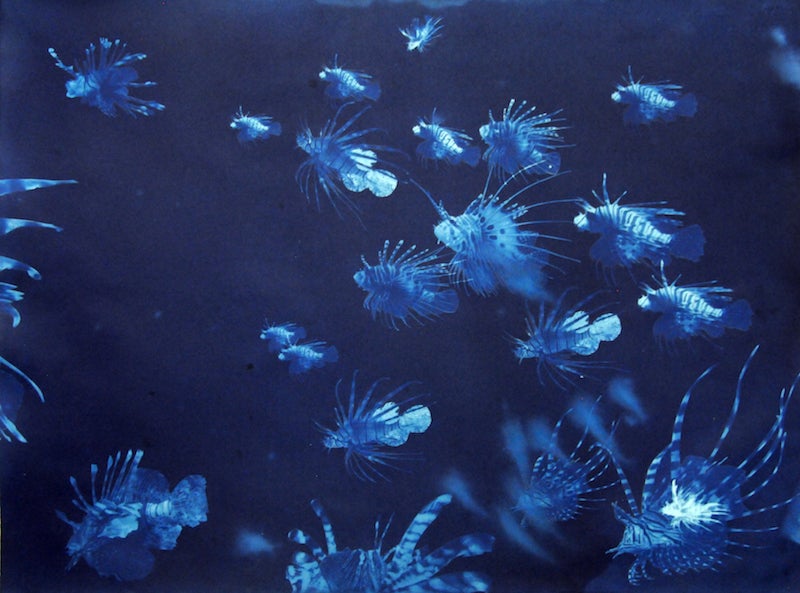 Andrea Chung's "Filthy water cannot be washed" (2016-2017) Cyanotypes and watercolor; underwater seascape with fish in various shades of blue.